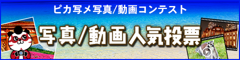 写真／動画人気投票